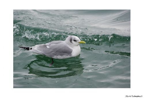 Mouette tridactyle