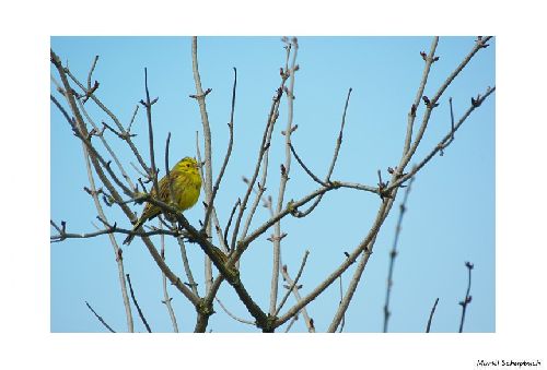 Bruant jaune