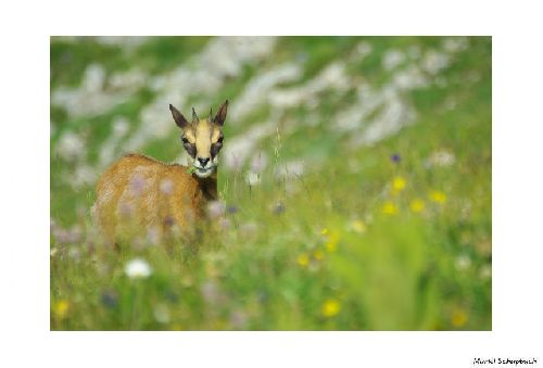 Chamois