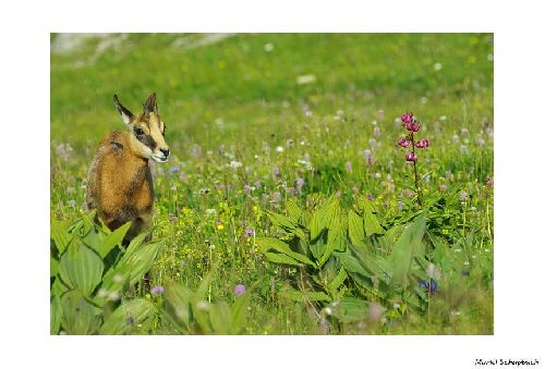 Chamois