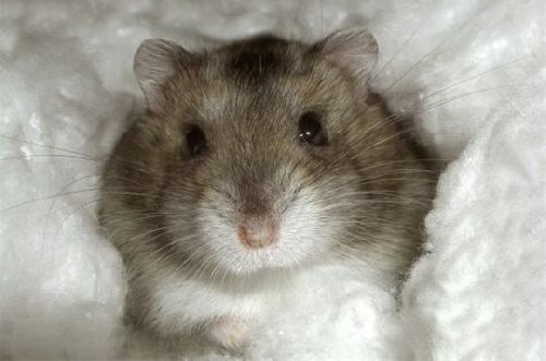 Hamster nain russe.