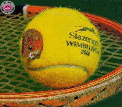 Jouons au Tennis !