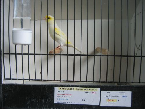 Canari lipochrome jaune mosaïque mâle