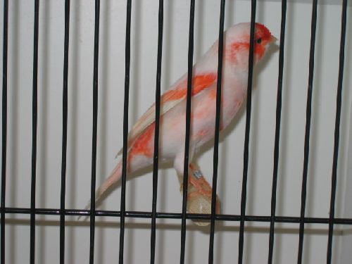 Canari lipochrome rouge mosaïque mâle