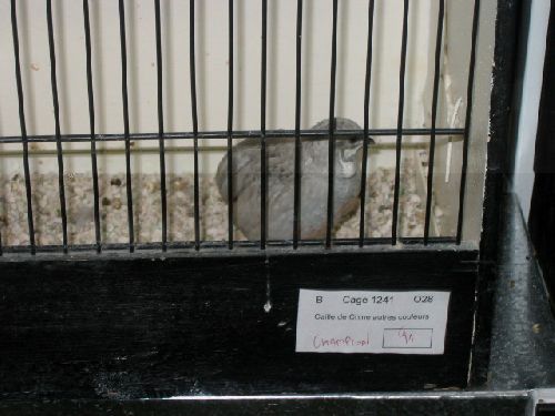 Caille de Chine argentée mâle (pas de mon élevage)