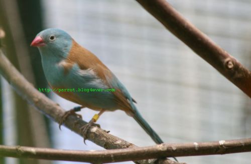 Cordonbleu cyanocéphale - Uraeginthus cyanocephalus