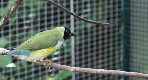 Diamant de Gould - Chloebia gouldiae