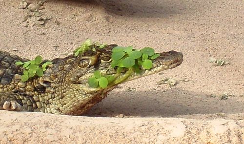 coquetterie ou camouflage?