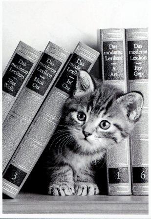 chaton entre les livres.jpg