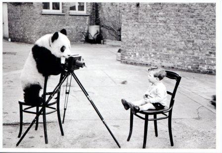 panda photographe.jpg