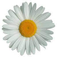 marguerite