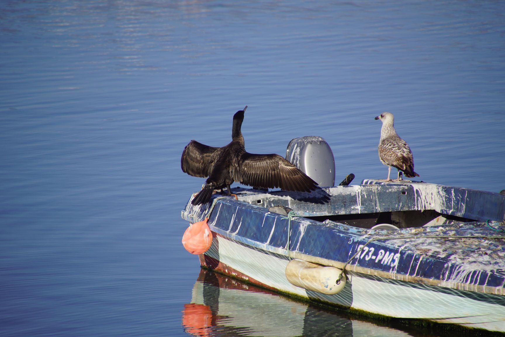 Un cormoran se sèche les ailes.... Ya du boulot de nettoyage sur le bateau