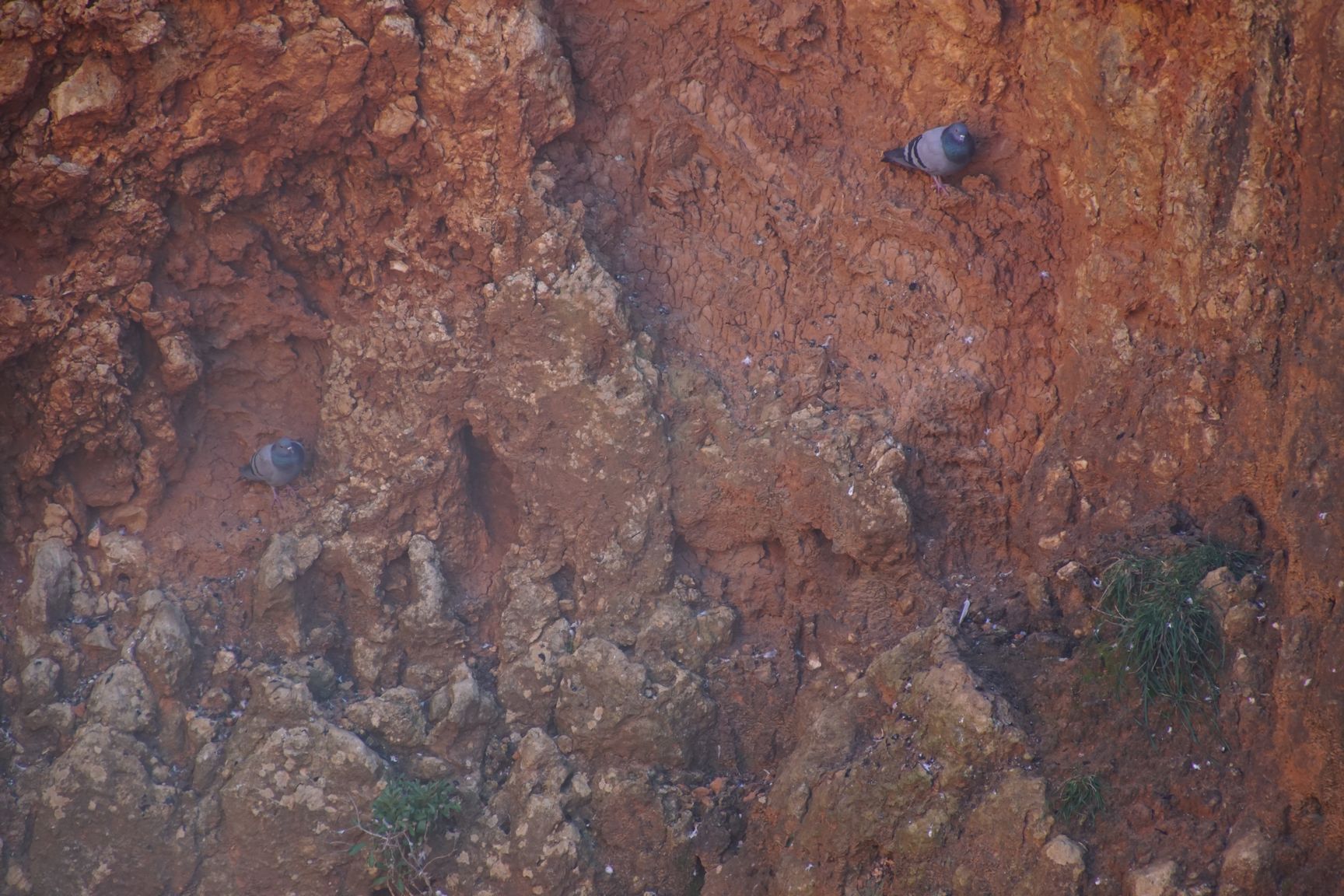 Les pigeons trouvent refuge dans les éboulements de la roche
