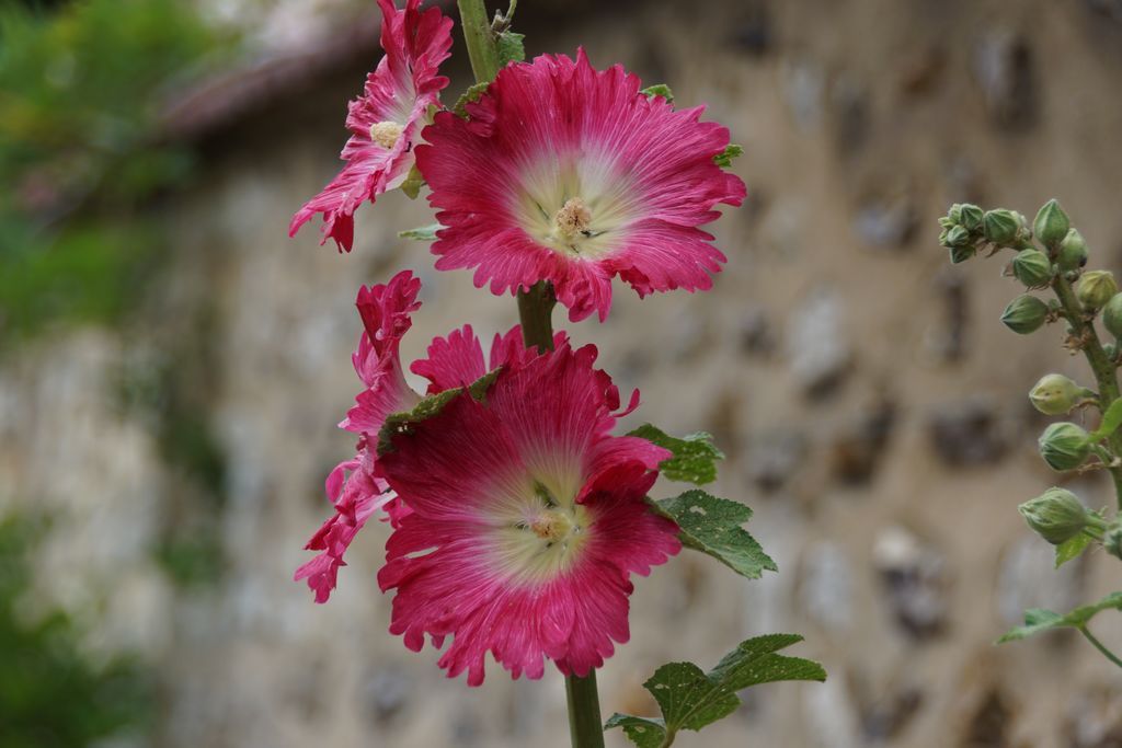 giverny (78)