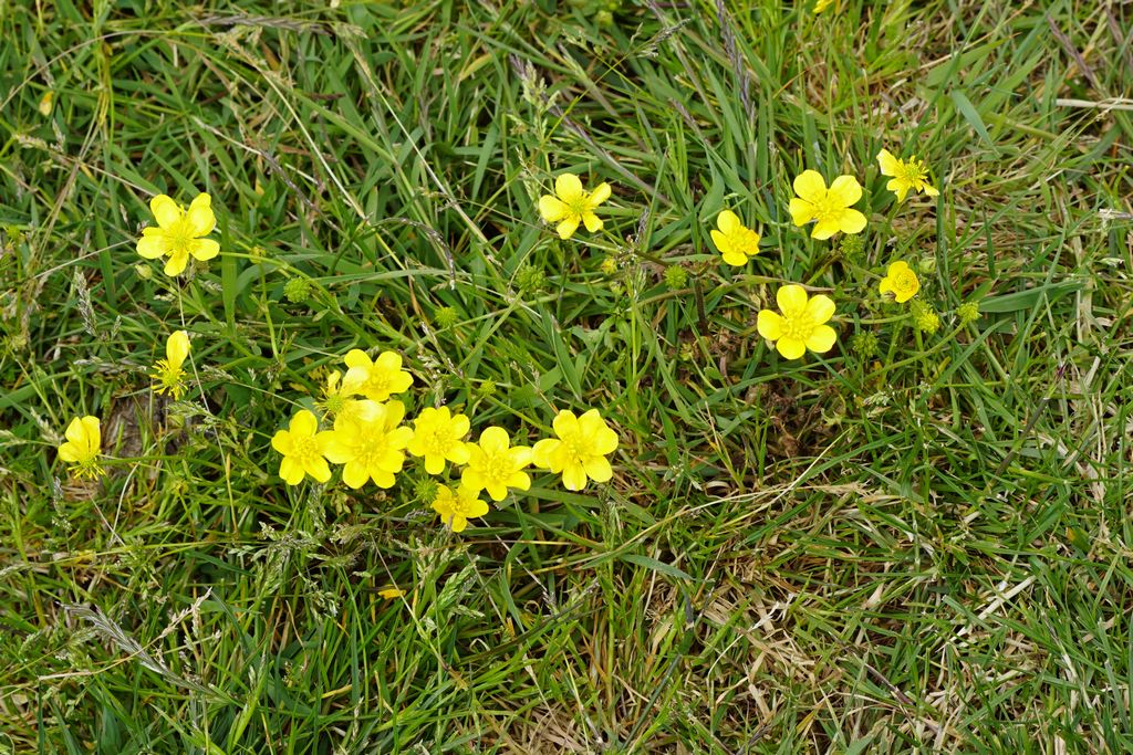 Marais Breton (34)