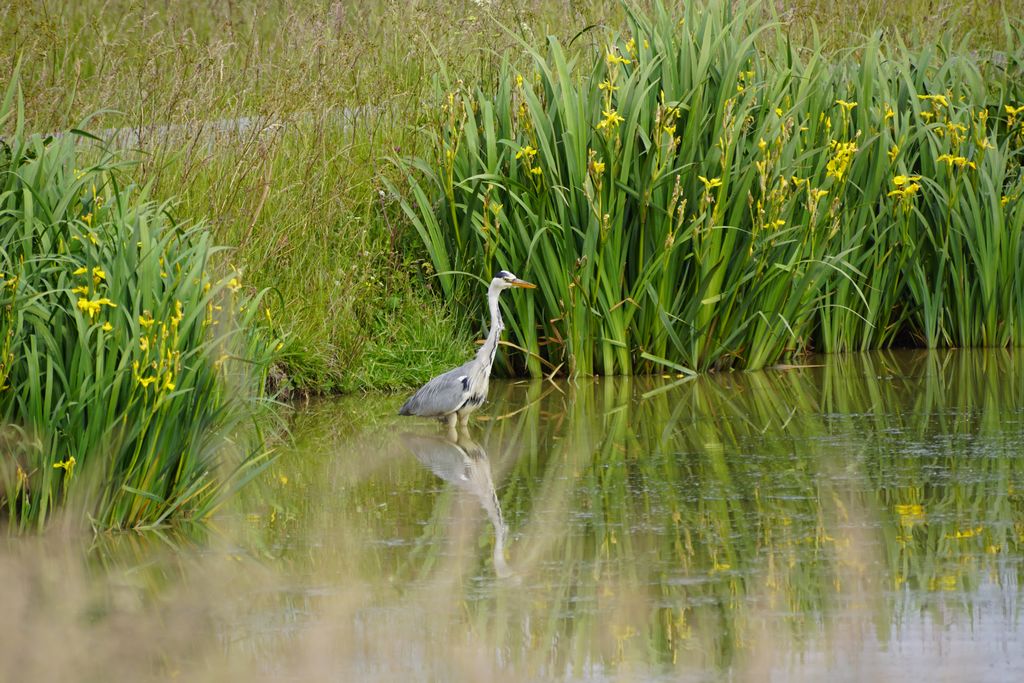 Marais Breton (45)