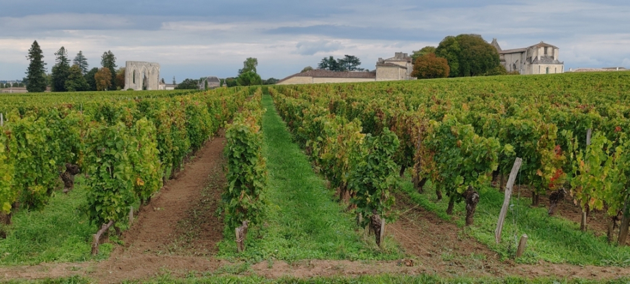 Saint Emilion (1)