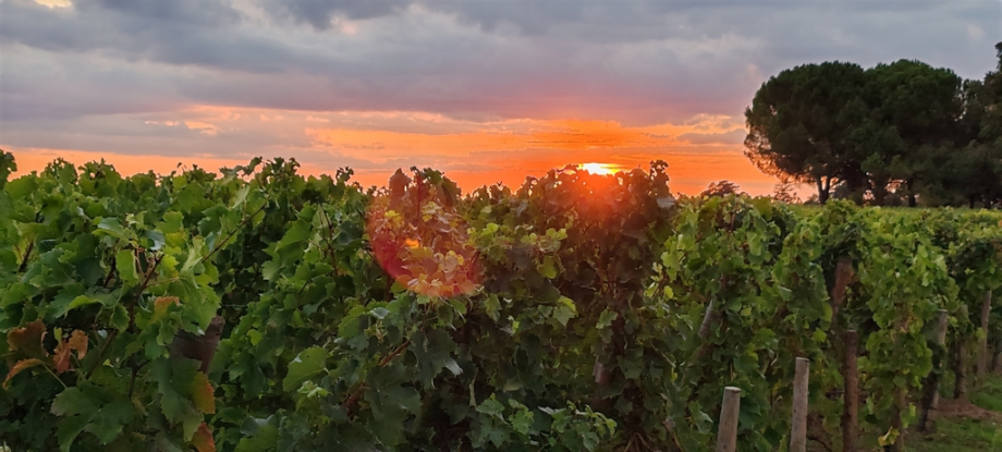 Saint Emilion (3)