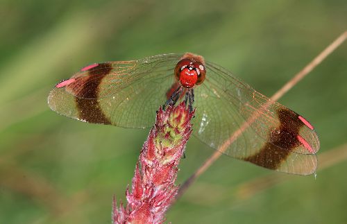 Sympetrum pedemontanum