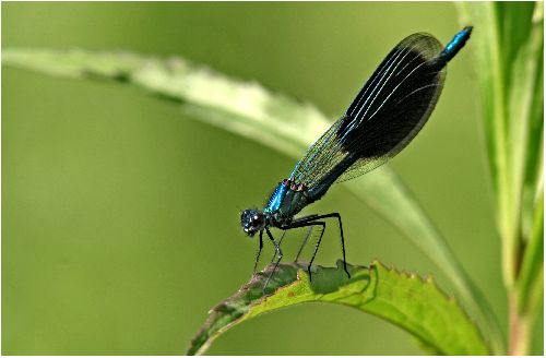 Calopterix splendens