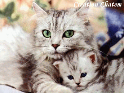 chaton avec sa maman