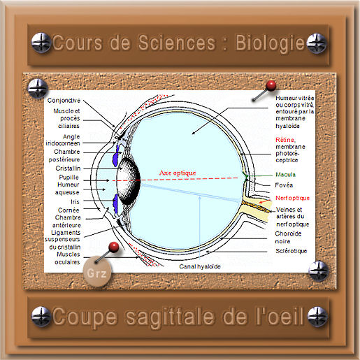 cours de sciences.jpg