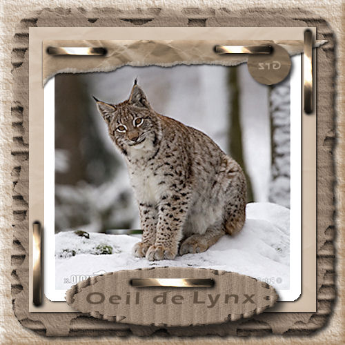 Oeil de lynx.jpg