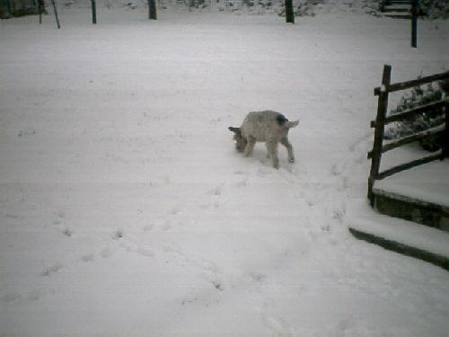 Ida marchant dans la neige