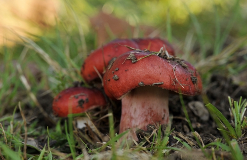 Russula sanguinea (1) blog.jpg