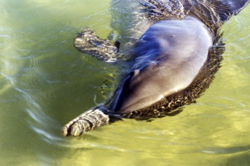 Western Australia. Near Kalbarri, dolphin asking some titbit. 2000