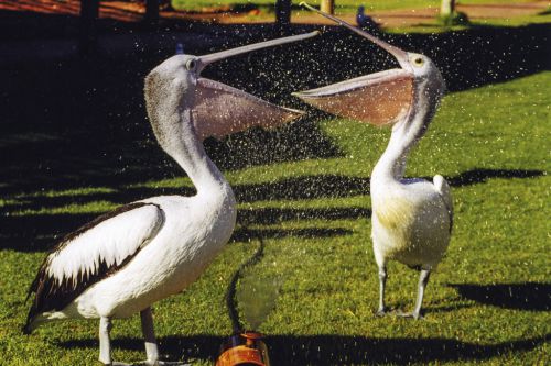 Western Australia. Thirsty pelicans. 2000