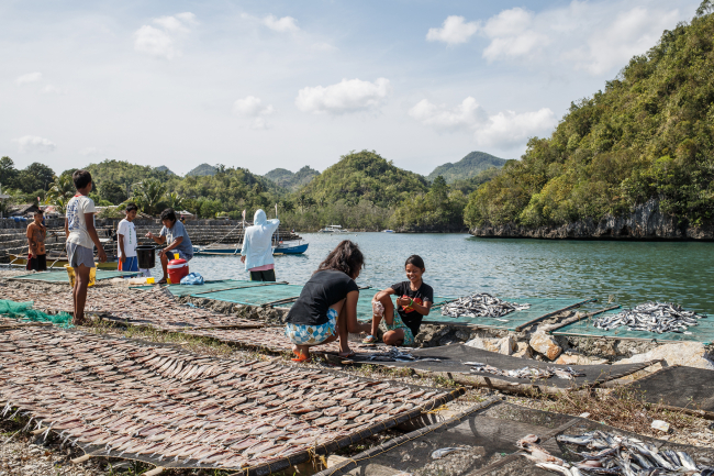 Negros Ocidental. Sipalay city, drying the fishes. April 2015