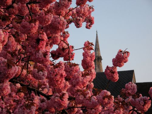 Saint Donat et les cerisiers en fleur, nous le 24-04-2009
