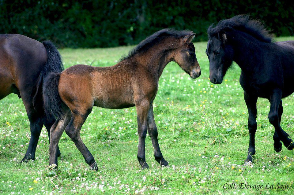 Elevage La Sage - Poneys du Dartmoor