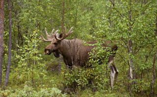  Fin du suspense!!!! Voilà le seigneur de la taiga; un magnifique élan mâle , dans un parc national norvégien, à la frontière russe