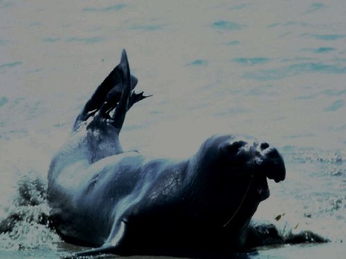 Côte Pacifique (sud de MONTEREY) ;  femelle éléphant de mer  barbotant  vers BIG SUR 