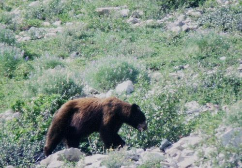 MONTANA: les glaciers ont presque tous disparu mais pas...tous les ours noirs!!