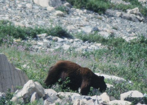 PARC NATIONAL DES GLACIERS; ce 