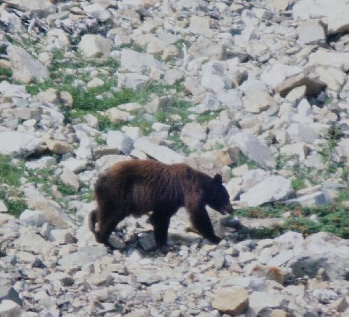  PARC NATIONAL DES GLACIERS: des dizaines de voitures se sont arrêtées pour le photographier le dérangeant et le faisant fuir