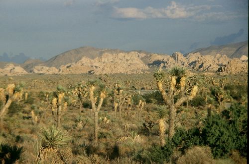 JOSHUA TREE NATIONAL PARK; ensemble de cactus  appelés JOSHUA TREES