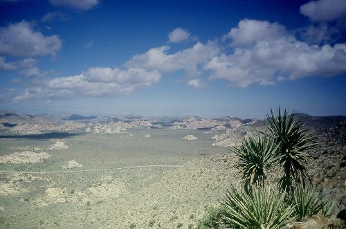 JOSHUA TREE NATIONAL PARK:aperçu de ce vaste plateau un peu ..désertique!!
