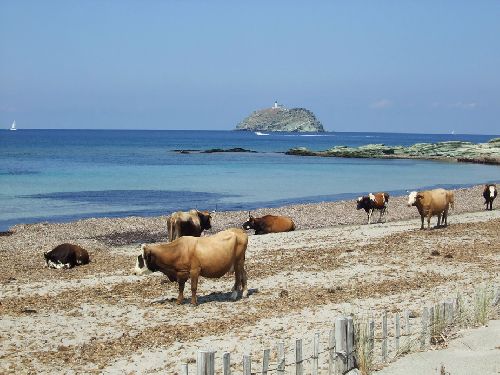 Il n'y a plus d'herbe en CORSE pour les vaches !!