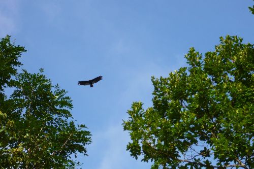 Rapace en attente....