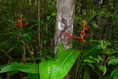 Fleurs typique de la canopé en forêt guyanaise