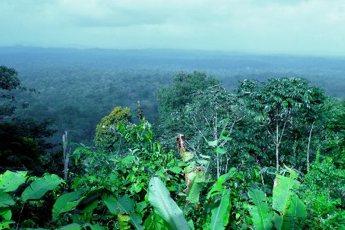 Un océan de verdure