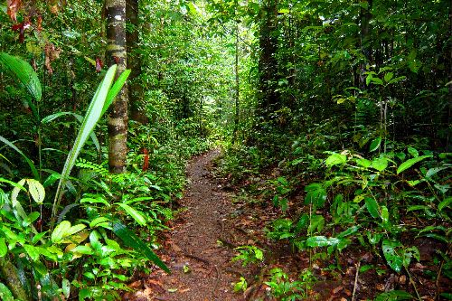 Sentier au coeur de la montagne des singes...