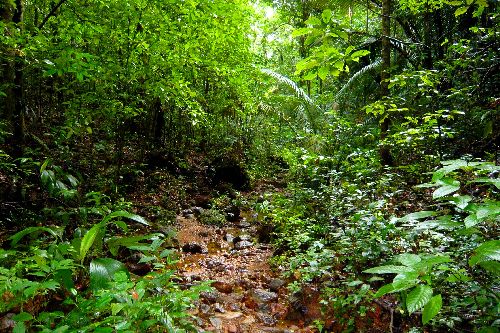 Sentier guyanais...