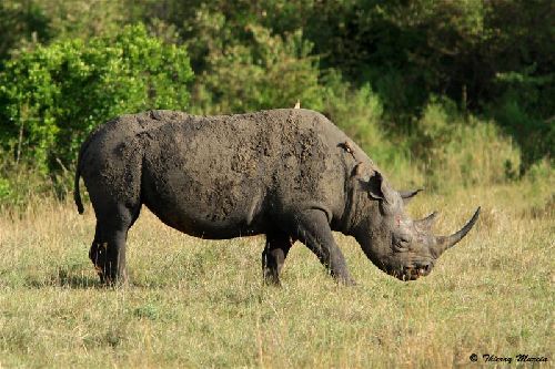 Rhinocéros noir