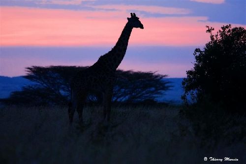 Couché de soleil à Masaï Mara