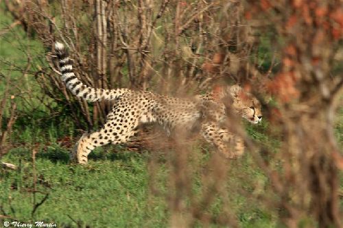 Guépard en action (Duma en swahili)